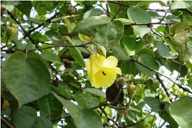 Image result for Hibiscus tiliaceus
