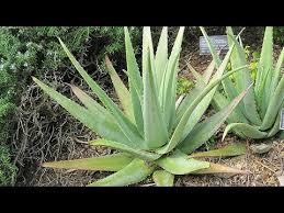 When grown in a garden, aloe plants require a loose, gritty soil, such as that common in desert regions. This Trick Helps Your Aloe Vera Plant To Grow Fast With Update Video Youtube