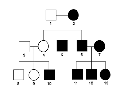 Bees, flowers and mites martin rowland this worksheet links to bee population decline, testing your ao2 and ao3 skills. Solving Pedigree Problems