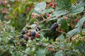 Image result for Rubus