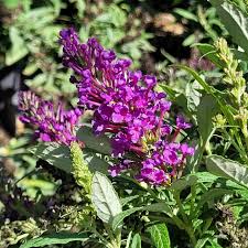 Image result for buddleia davidii