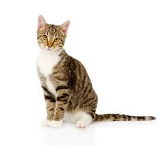 For cat lovers, you can choose from different lifelike sketches of a variety of breeds including british shorthair, birman and bengal cats. Cat Definition And Meaning Collins English Dictionary