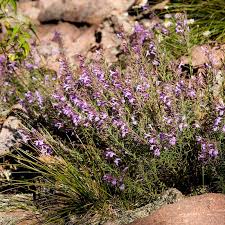 Image result for Eriosema pentaphyllum