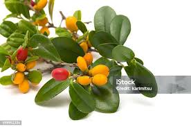Image result for Diospyros ferrea