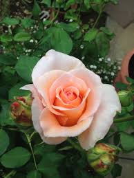 Maybe you would like to learn more about one of these? Pin Van Karina Op Roses