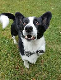 Meet Bailey An Adoptable Welsh Corgi Looking For A Forever Home If You Re Looking For A New Pet To Adopt Or Want Informatio Puppy Adoption Corgi Corgi Rescue