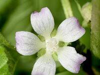 Image result for Malva verticillata