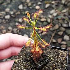 Image result for Drosera