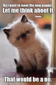 Nope Lolcats Lol Cat Memes Funny Cats Funny Cat Pictures With Words On Them Funny Pictures Lol Cat Memes Lol Cats