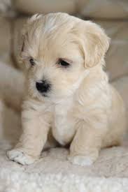 Little Pup Cute Animals Baby Animals Puppies What these pups lack in size, they more than make up for in loyalty, playfulness, and plenty of cuddles. little pup cute animals baby animals