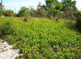 Image result for Ficalhoa laurifolia