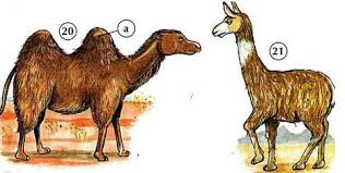 The simple and bean language now supports a camel ognl notation for invoking beans suppose the message in body contains a pojo which has a getaddress() method. Animals Pets Online Dictionary For Kids