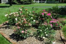 The modern roses were wild. Pin On Ideas To Make A Rose Garden