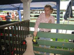 Showing livestock at the fair requires care, attention to animals