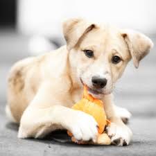 We specialize in puppy development, socialization play and skill building for puppies and humans. Dog Training And Puppy Training Seattle Wa