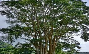 Image result for Albizia niopoides