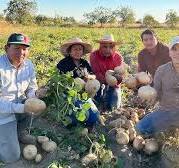 Jícama criolla tubérculo originario de méxico | Cosecha 16 toneladas por  hectárea y sembrar 100 kg