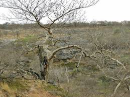 Image result for Brachystegia glaucescens