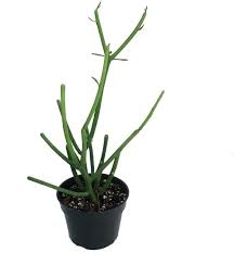 The pencil cactus will cause immediate pain when bitten into which serves as a deterrent for large ingestions of the plant. Pencil Cactus Care How To Grow Maintain Pencil Cactus Plants Apartment Therapy