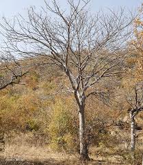 Image result for Kirkia acuminata