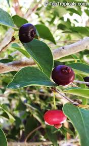 Image result for Eugenia