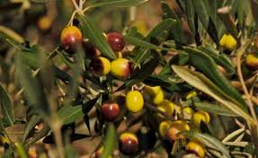You will want to begin shaping your olive tree when it's young, or about 2 years old, and then check it each year in the late spring or early summer for some maintenance pruning. Olive Farming Information Detailed Guide Agri Farming
