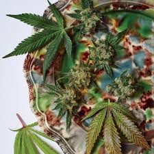 Maybe you would like to learn more about one of these? What Lena Dunham S Visit To A Medical Marijuana Dispensary May Say About The Struggle Of Endometriosis Pain Vogue