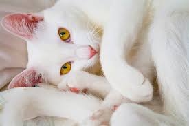 What Makes White Cats So Special