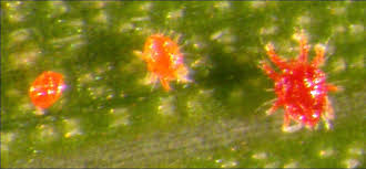 Image result for red mite