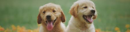 The store is owned and established by susan bartholomew and angelique m. Best Pet Store In Redmond All The Best Pet Care