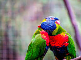 Contact deruk melodic on messenger. 465 Burung Photos Free Royalty Free Stock Photos From Dreamstime Page 2