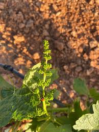 Maybe you would like to learn more about one of these? Flowering Takes Place Covinas