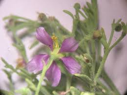 Image result for Fagonia isotricha