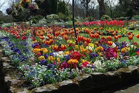 Tulips From Swansea Swansea Botanical Gardens Tulips