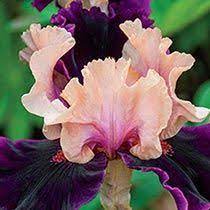 Fragrant Iris Flowers Iris Garden Bearded Iris