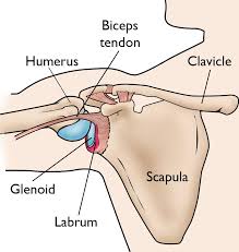 Shoulder anatomy is an elegant piece of machinery having the greatest range of motion of any joint in the body. Slap Tears Orthoinfo Aaos
