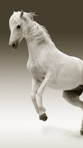 Everyday low prices and amazing selection. White Horse Wallpaper Iphone Android Desktop Backgrounds