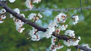 Some authors state that the name refers to the wide variety of flower colors found among the many species. A Parade Of Spring Flowering Trees Finegardening
