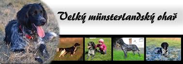 Image result for Velký münsterlandský ohař