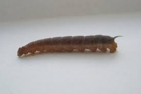Almost every part of this caterpillar has a different color. Large Caterpillar With Spike Tail Observation Uk And Ireland Ispot