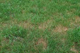 Seeing Red Feeling Blue Plant Pest Advisory