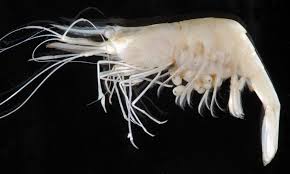 Image result for Paralepistemon shirensis