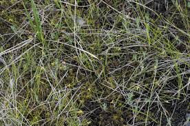 Image result for Scleria catophylla