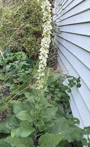 Image result for Viscum shirense