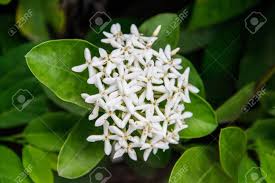 We did not find results for: Beautiful Bouquet Of White Ixoras Flower West Indian Jasmine Stock Photo Picture And Royalty Free Image Image 23798905