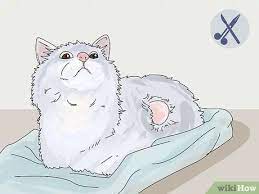 A tumor refers to any unusual area of extra tissue. 3 Ways To Diagnose And Treat Benign Tumors In Cats Wikihow Pet