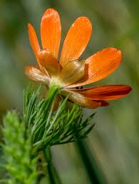 Image result for Aeollanthus ukamensis