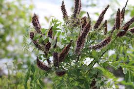 Image result for Tarenna pavettoides