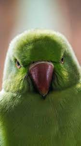 Schattige dieren geïsoleerd op een witte achtergrond. Schattige Dieren Achtergrond For Android Apk Download