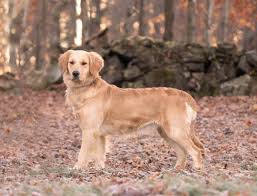 Your veterinarian will be able to spot problems, and will work with you to set up a preventive regimen that will help you avoid. Golden Retriever Puppies